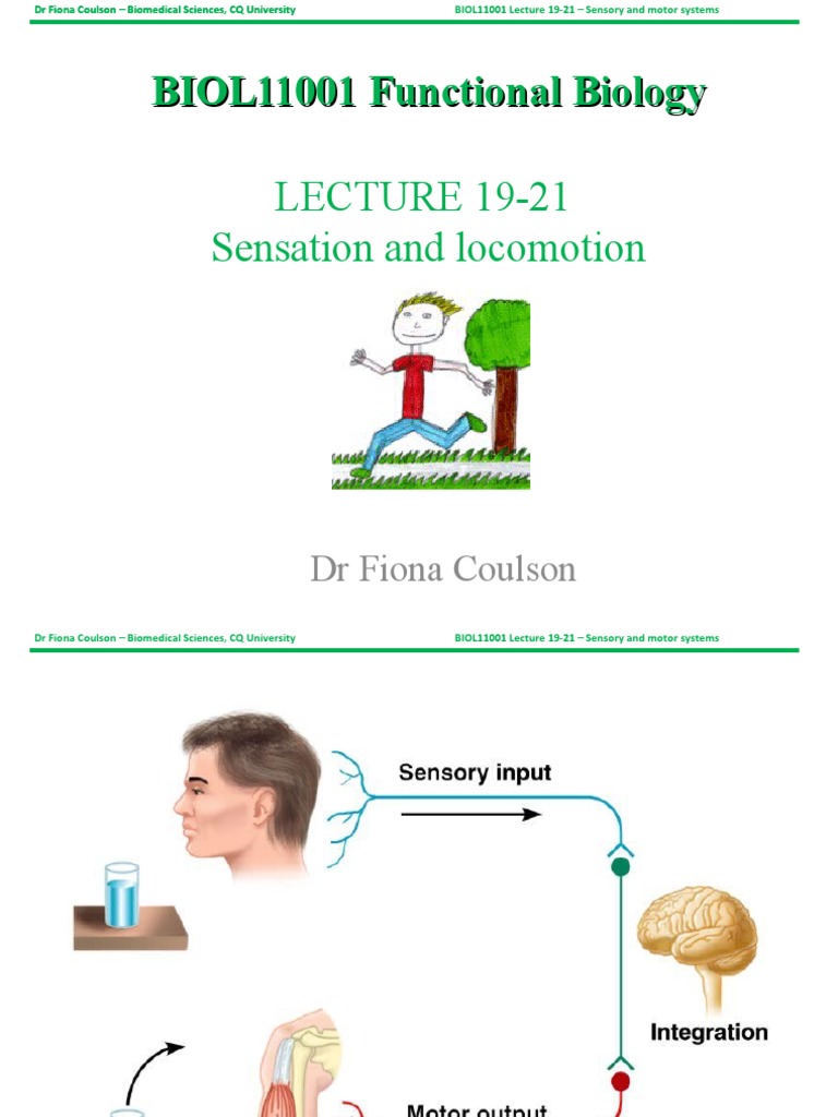 Sensory and Motor Systems Overview | PDF | Stimulus (Physiology) | Senses