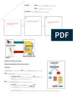 Anatomy& PhysNervousSystem Notes