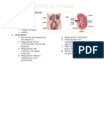 Sistema Renal