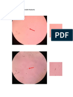 Forensik Kelompok 1-Laporan Praktikum Diatom Dan Alga