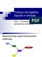 Putting It All Together: Signals in Animals: Part 1: Focusing On Epinephrine and Leptin