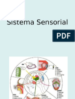 Sistema Sensorial Neurologia