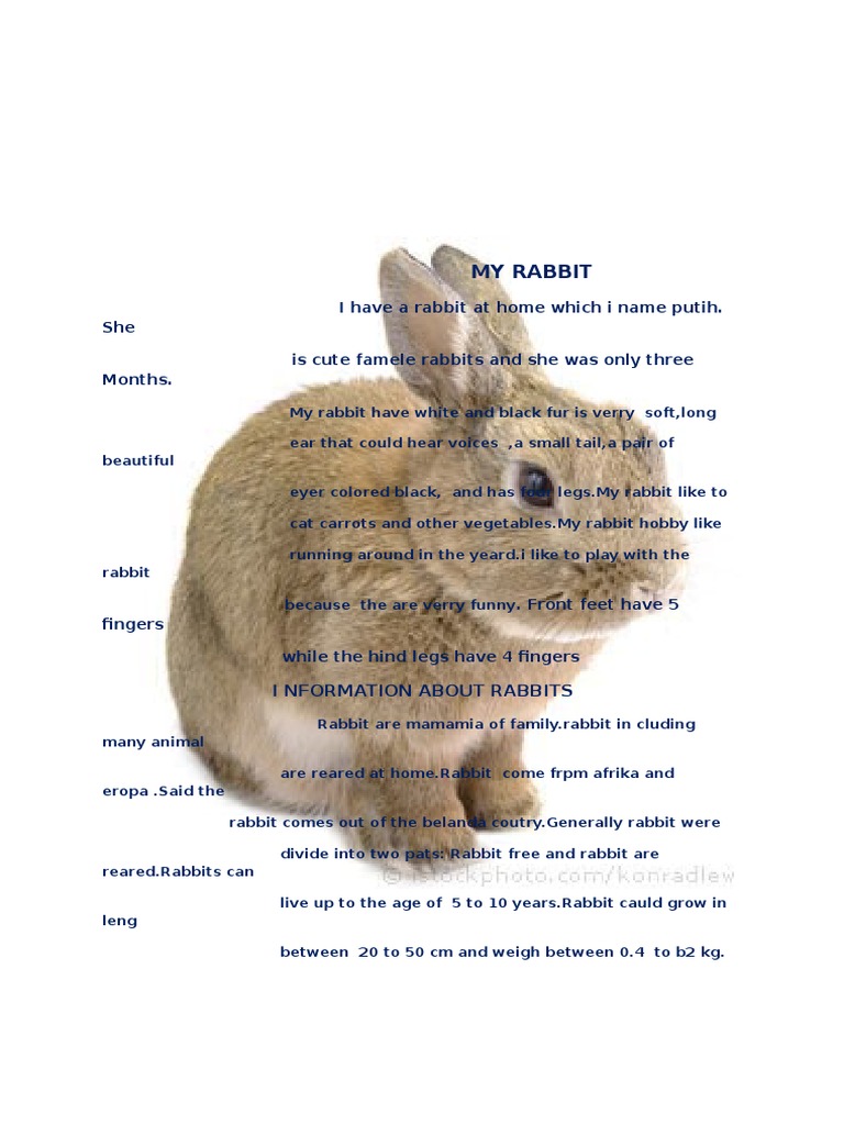 My Rabbit: Care and Characteristics | PDF