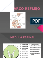 Arco Reflejo y Neuroglia