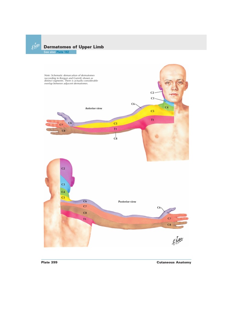 Dermatomes | PDF | Animal Anatomy | Limbs (Anatomy)