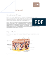 Anatomia y Tipos de Piel