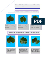 5-Primer y Segundo Grupo de Portainjertos