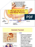 Modulo IV. Masculino