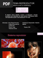 Sistema Reprodutor 