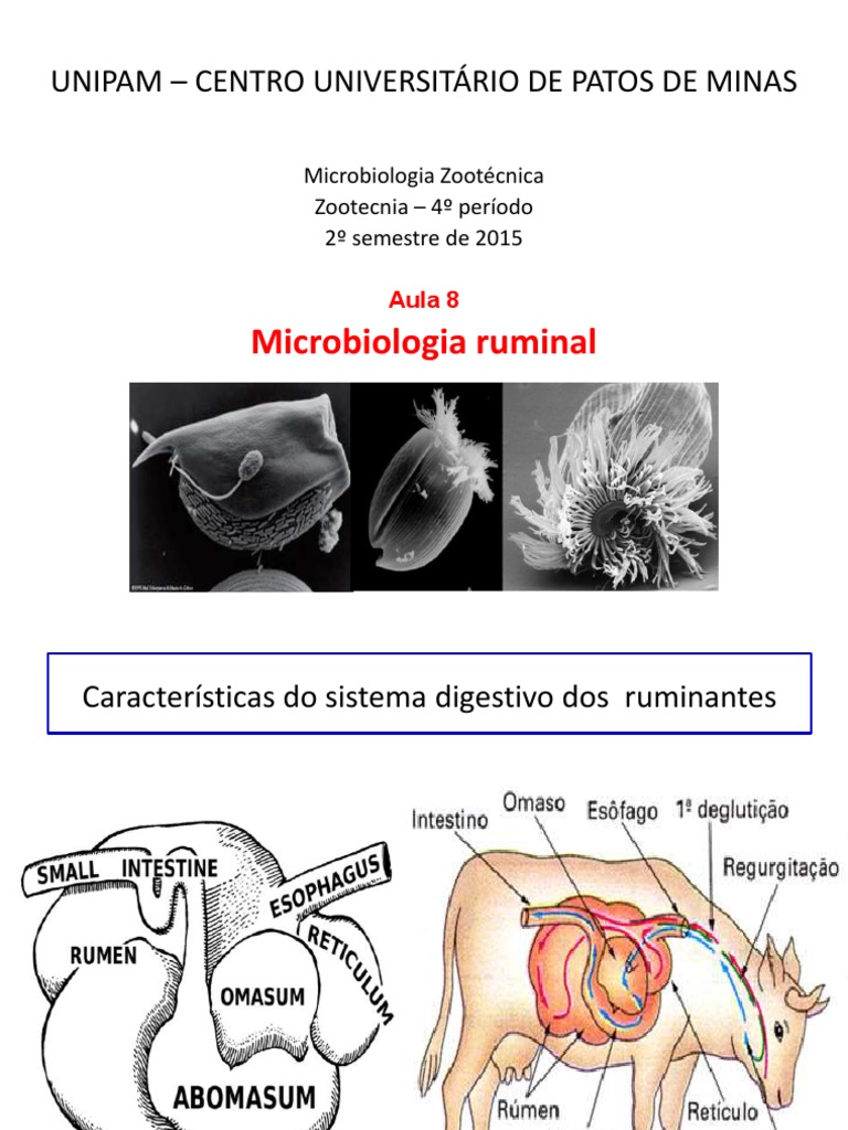 Microbiologia Do Rumen | Microrganismo | Bactérias