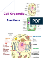 Cell Organelles: Functions