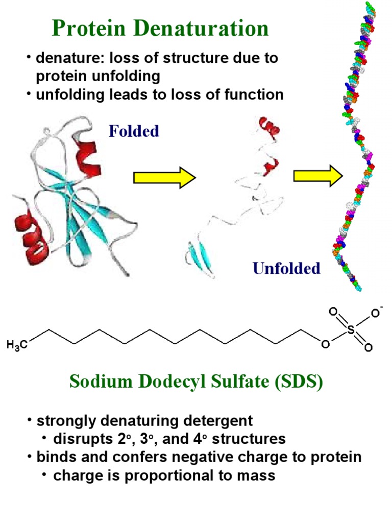 Protein Denaturation and Electrophoresis Techniques | PDF | Gel ...