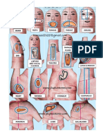 Relación de Los Órganos Internos Con Los Dedos