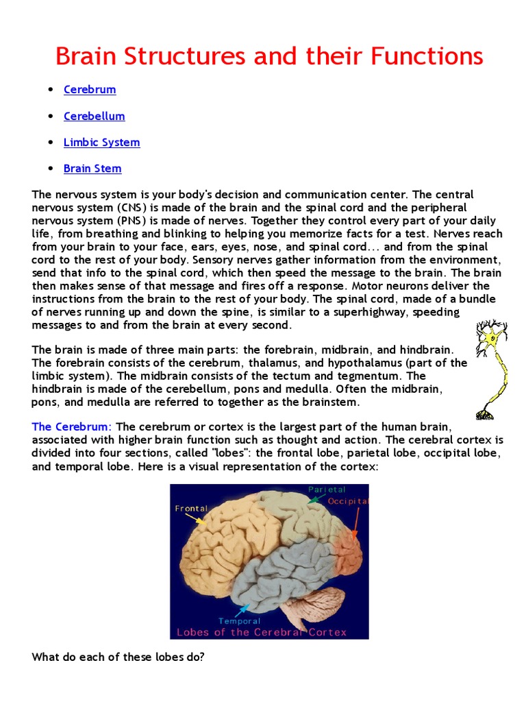 Brain Structures and Functions Overview | PDF | Cerebrum | Brainstem