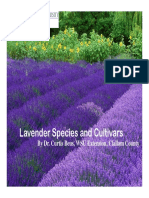 Lavender Varieties Web