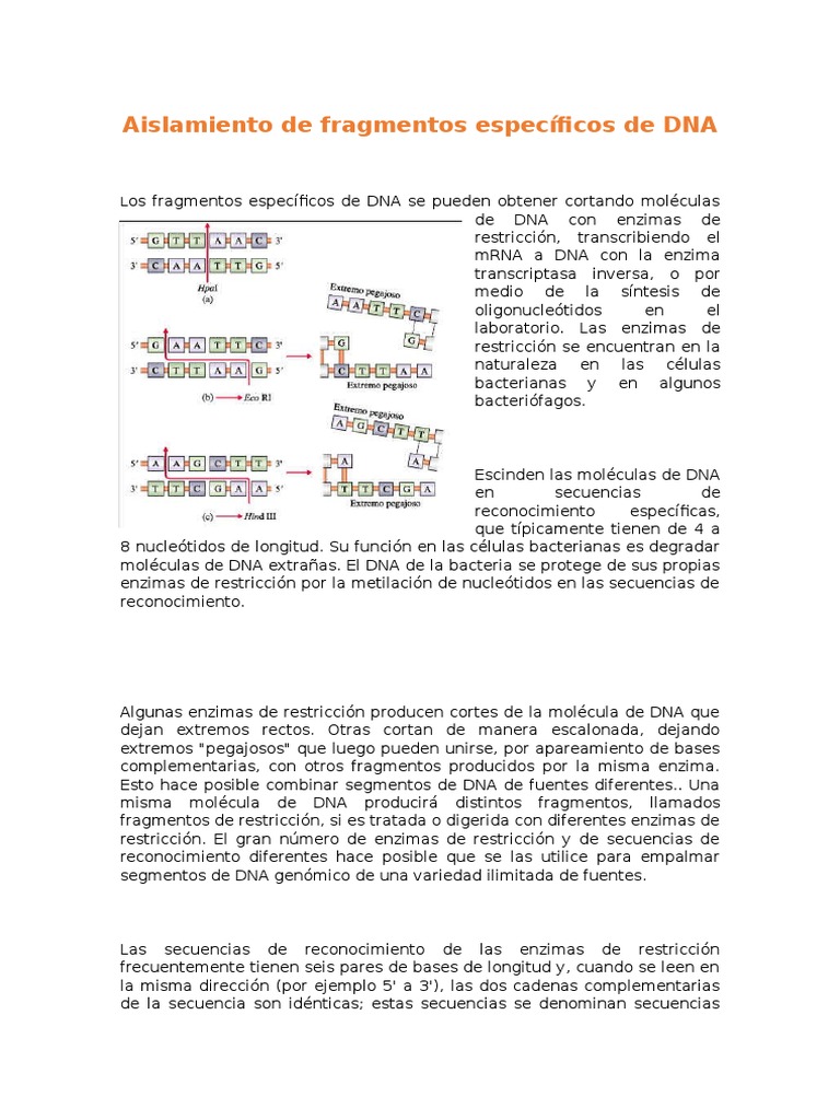 Aislamiento y análisis de fragmentos de DNA | PDF | Adn | La ...