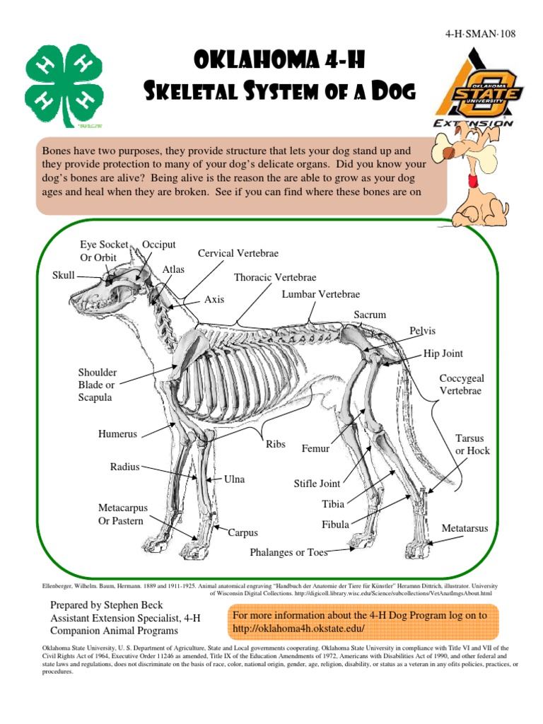 4H Dog Skeletal Anatomy | PDF | Vertebra | Skeletal System