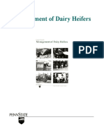 Management of Dairy Heifers