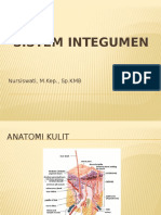 The Anatomy and Functions of the Integumentary System