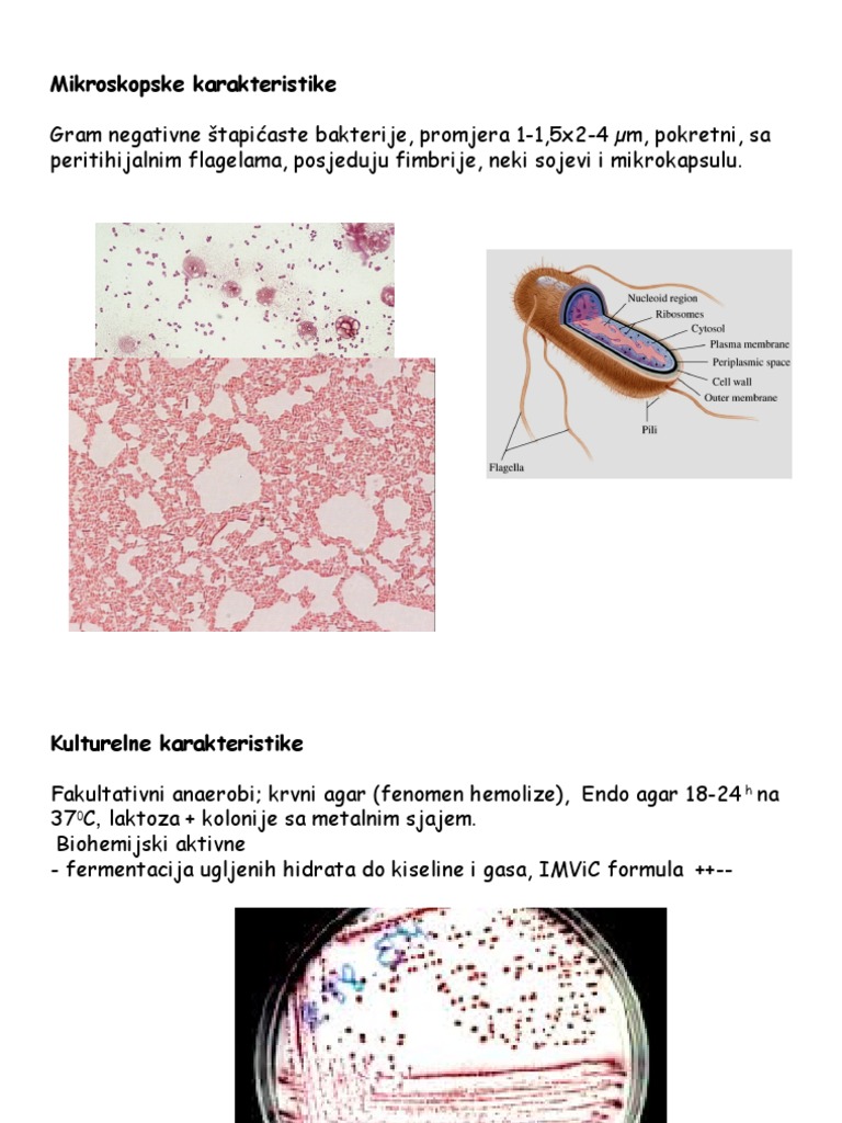 Porno qasam va kok va katta eshak