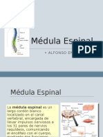 Anatomía - Médula Espinal