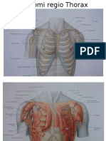 Anatomi Regio Thorax