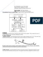 Nervous System Notes