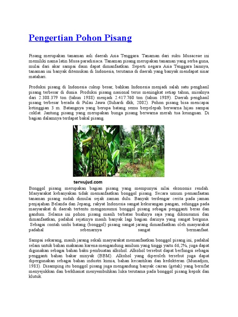 Pengertian Pohon Pisang