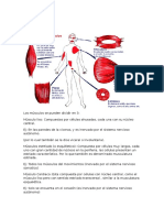 Musculo