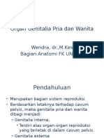 Organ Genitalia Pria Dan Wanita