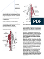 Organ System Muscular Skeletal Systems