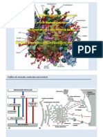 Biologia Molecolare e Cellulare - Vescicole, Endocitosi, Esocitosi