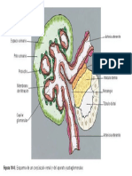 Anatomia de la  nefrona.pdf