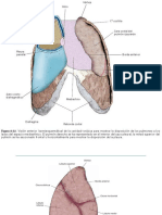 Pulmón.pdf