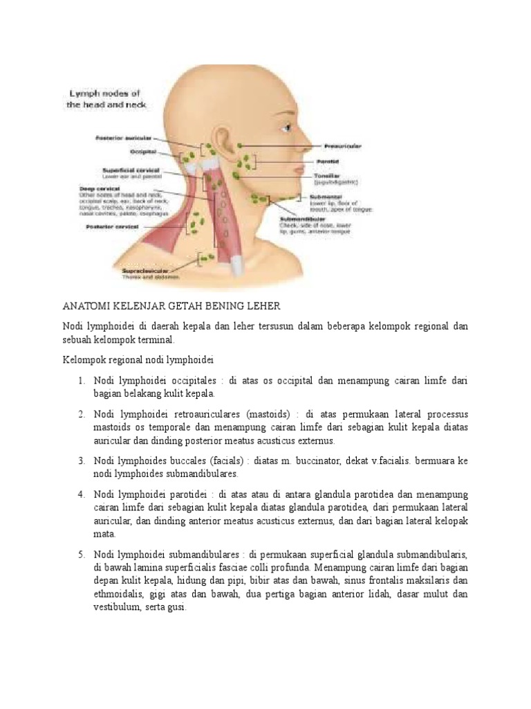 Anatomi Kelenjar Getah Bening Leher | PDF