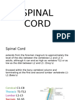 Spinal Cord