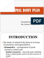 Animal Body Plan