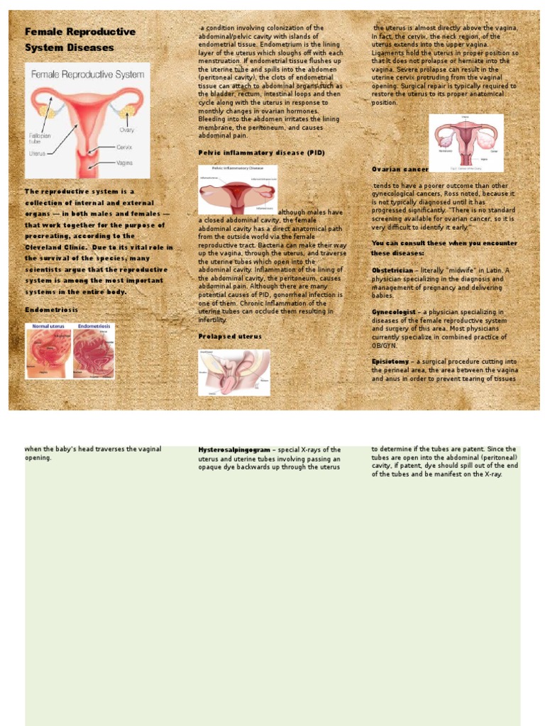 Female Reproductive System Diseases Uterus Vagina