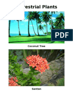 Terrestrial Plants: Coconut Tree