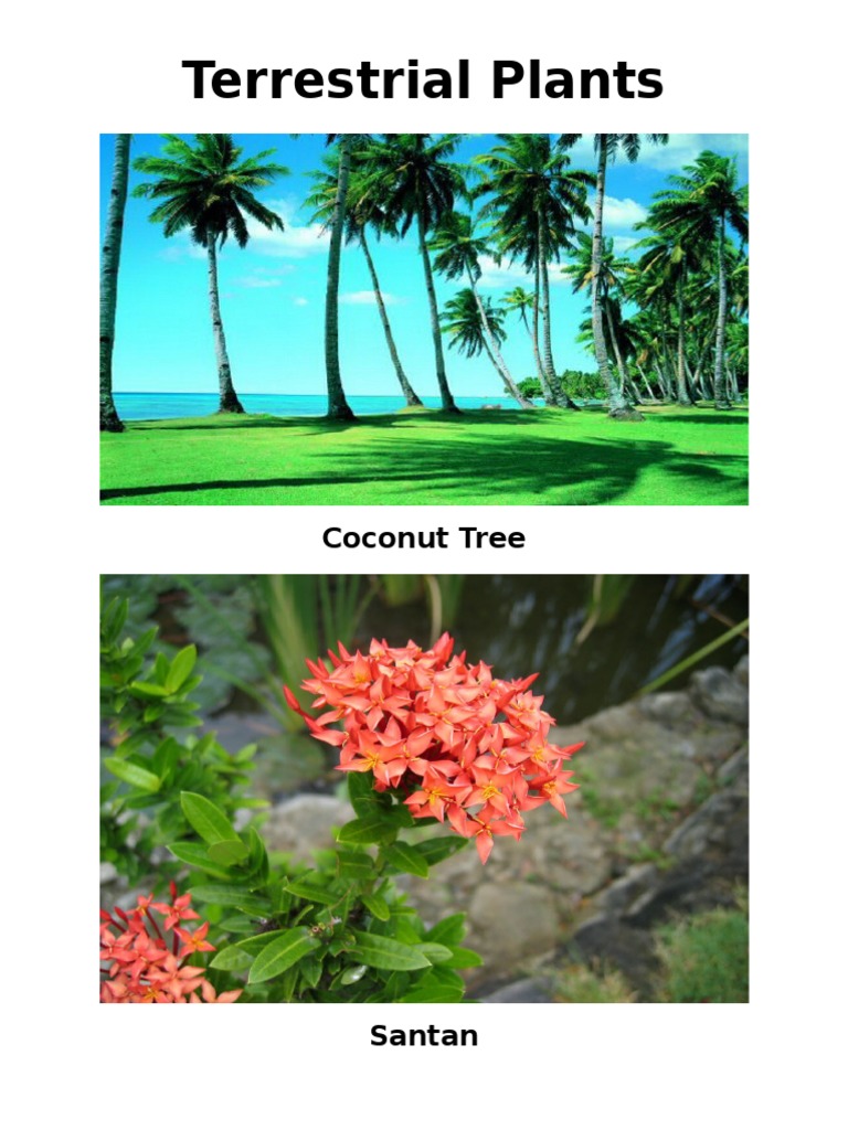 Terrestrial Plants: Coconut Tree | PDF | Organisms | Plants