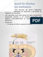 Mecanismos Medulares y Cerebrales