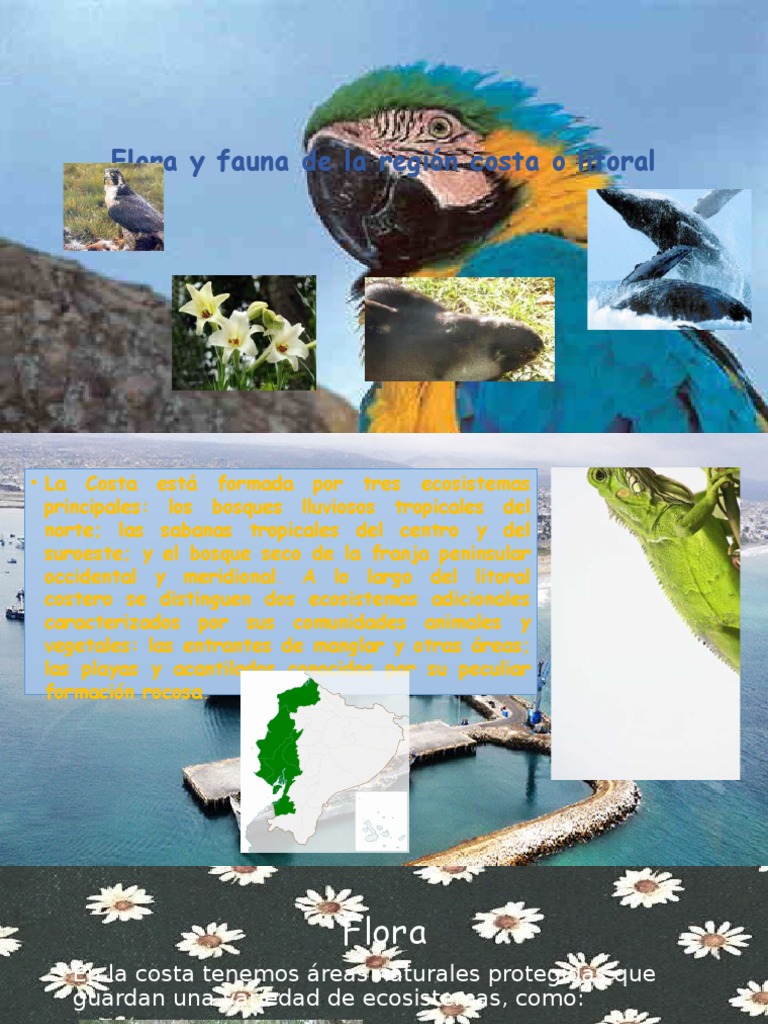 Flora Y Fauna De La Region Costa O Zona Litoral Mangle