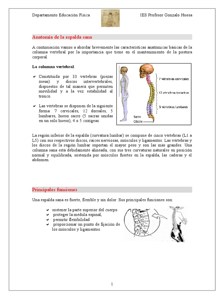 Anatomía y cuidado de la espalda sana | PDF | La columna vertebral ...