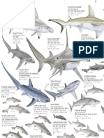 Sharks.pdf