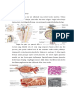 Histologi Ginjal 2003