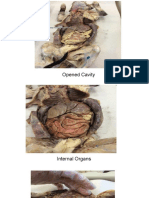 Abdominal Cavity Dissection Slideshow