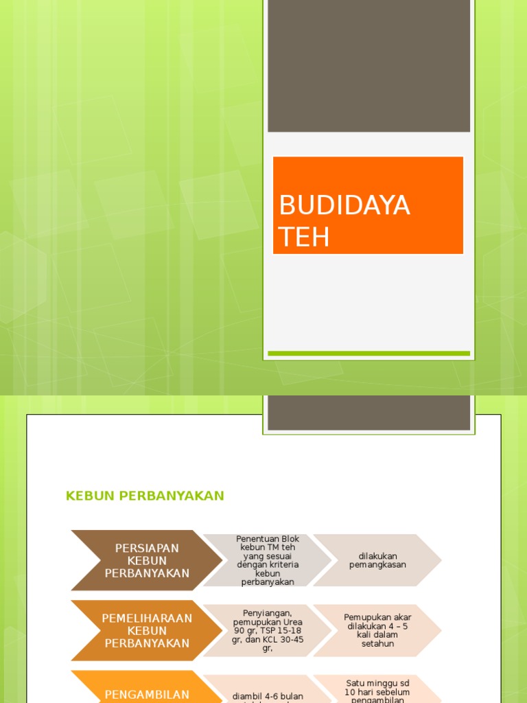 Budidaya Teh Budidaya Teh