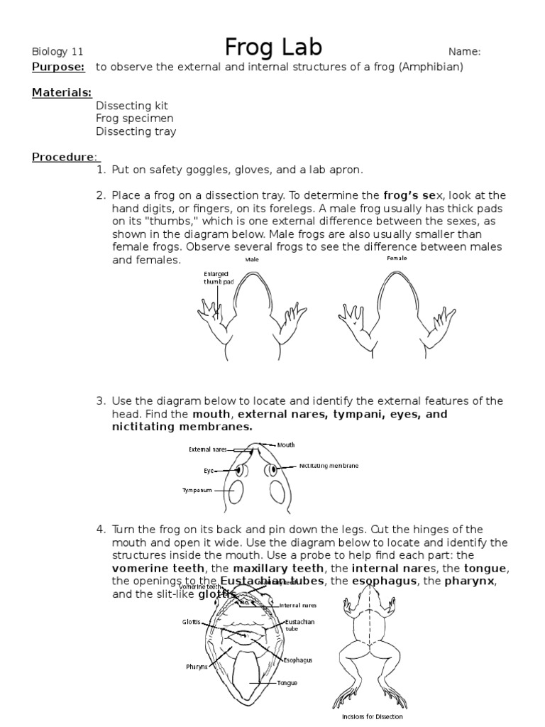 Frog Lab Frog Circulatory System
