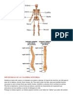 Importancia de La Columna Vertebral