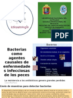 Bacterias Como Agentes Causales de Enfermedades Infecciosas De_ictipatologia_2015_ii